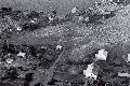 Flygbild av Nötö by, början av 1960-talet 